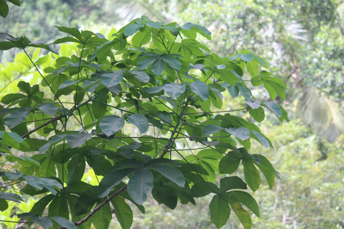 Manihot carthagenensis (Jacq.) Müll.Arg.